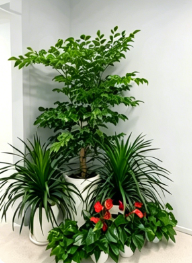 奉化花卉租摆礼仪-宁波花木租摆布置风格-宁波室内植物租赁费用-宁波绿化养护知识